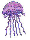 Jellyfish